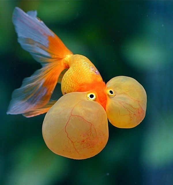 bubble eye goldfish