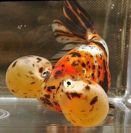 bubble eye goldfish