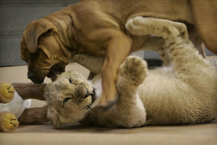 lion cub fighting with dog