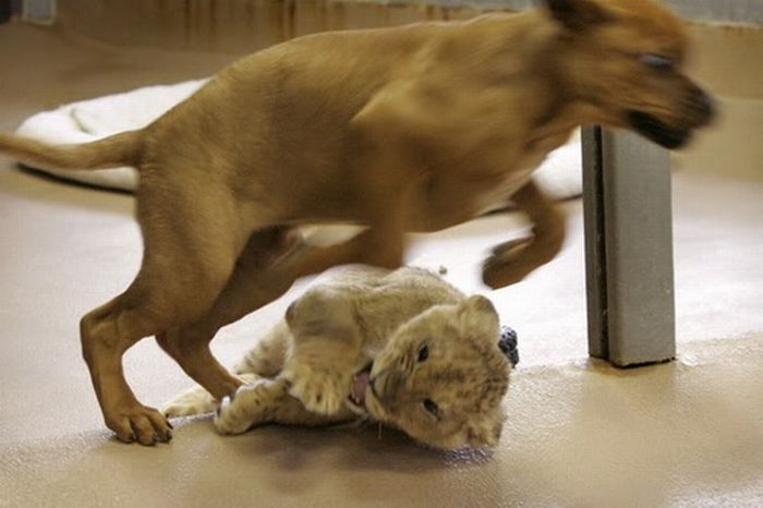 lion cub fighting with dog