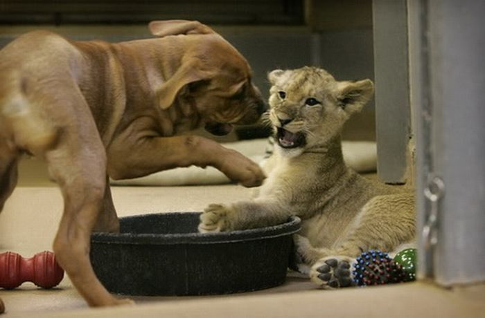 lion cub fighting with dog