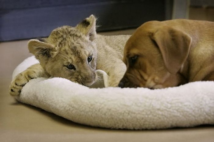lion cub fighting with dog