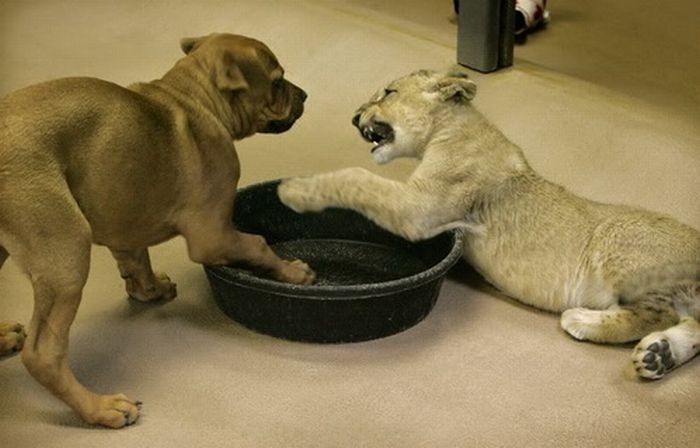 lion cub fighting with dog