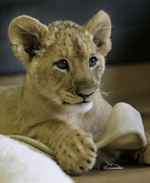 lion cub fighting with dog