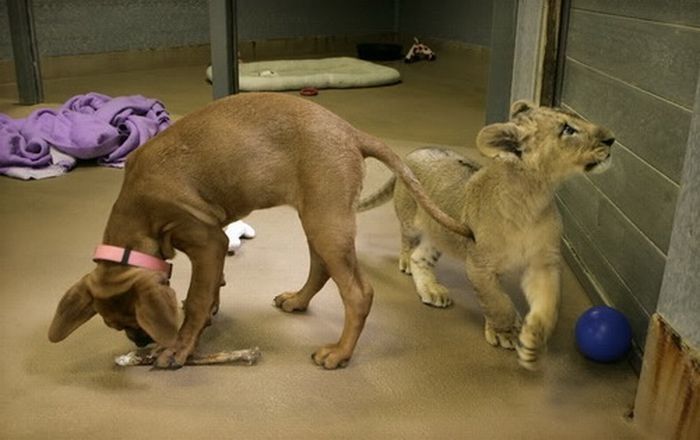 lion cub fighting with dog
