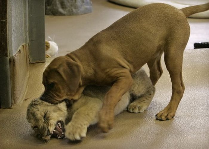 lion cub fighting with dog