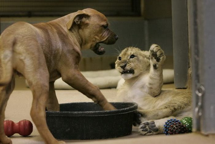 lion cub fighting with dog