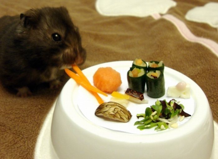 sushi for my little hamster