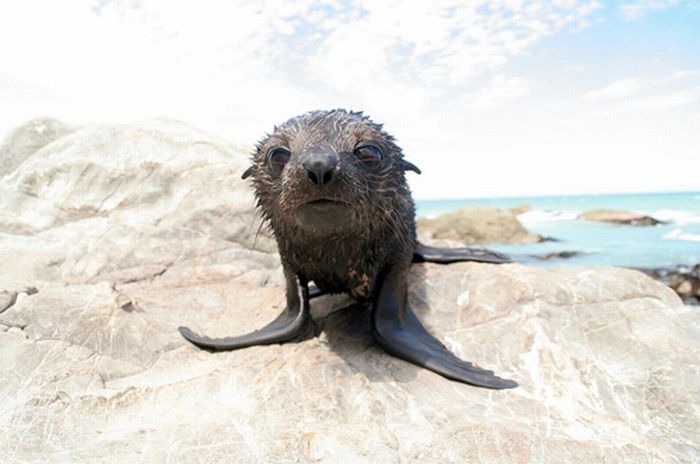 baby seal