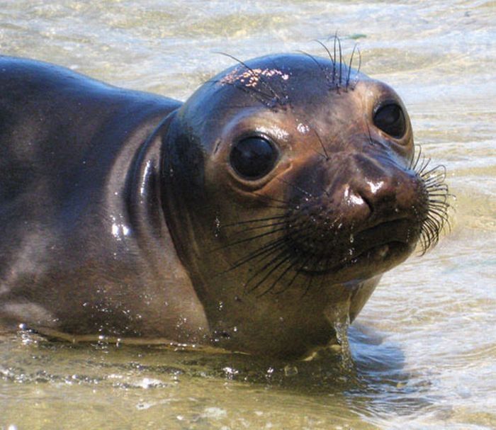 baby seal