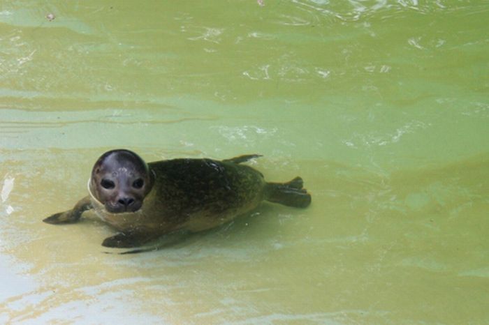 baby seal