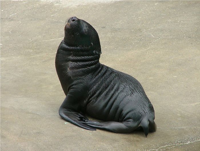 baby seal