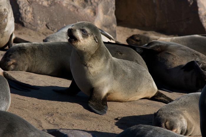 baby seal