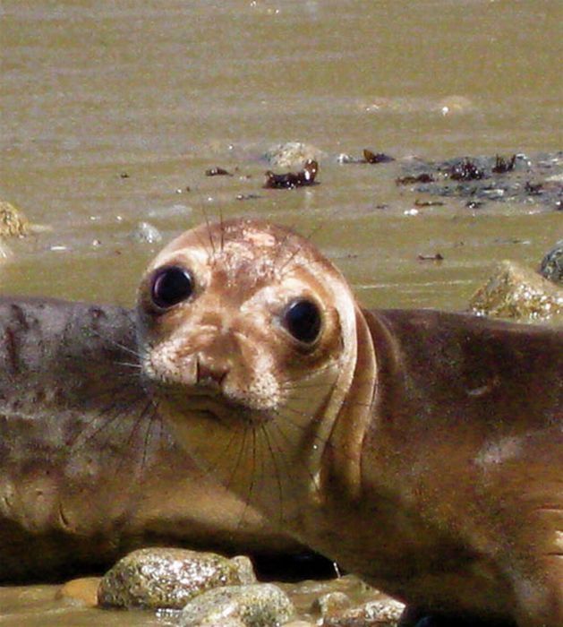 baby seal