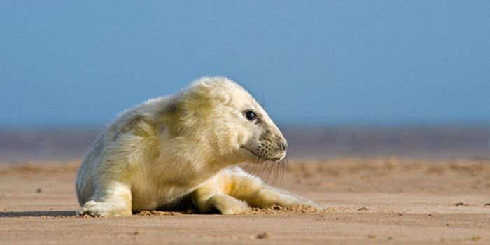 baby seal