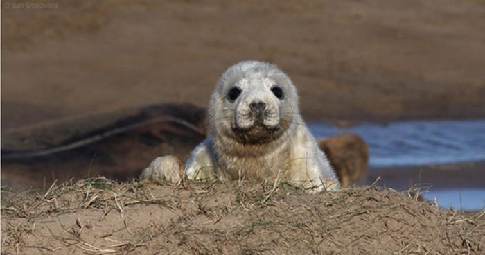 baby seal