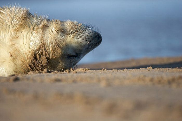 baby seal