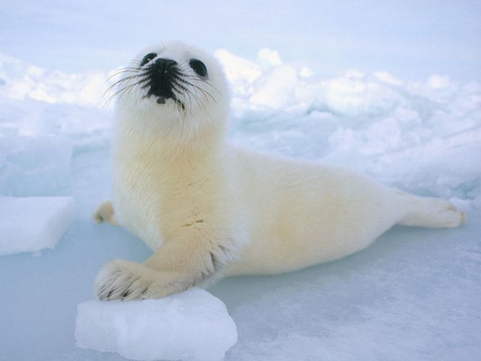 baby seal