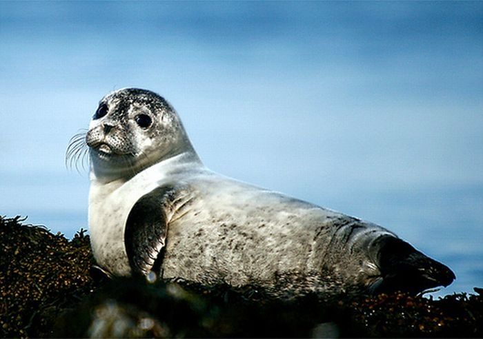 baby seal