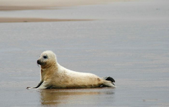 baby seal