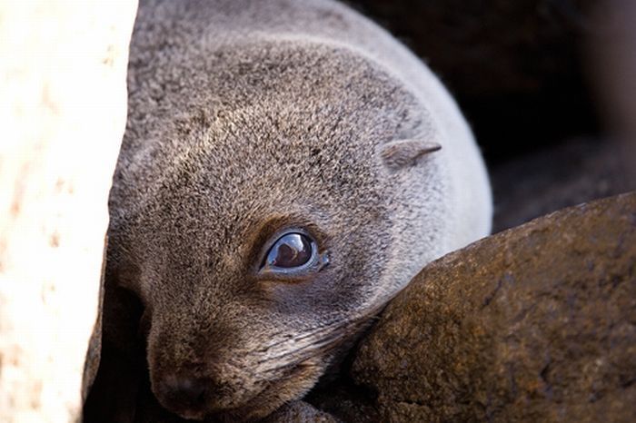 baby seal