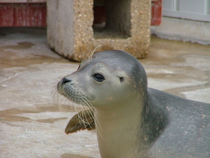 baby seal