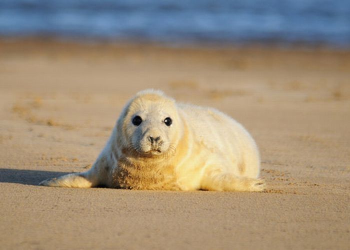 baby seal