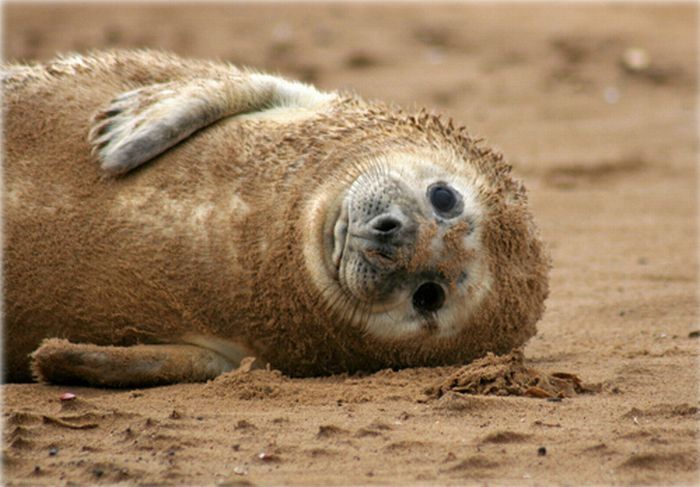 baby seal