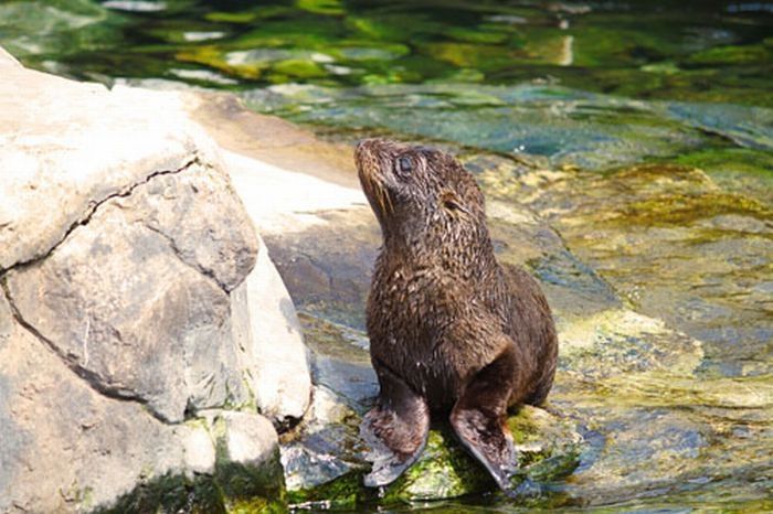 baby seal