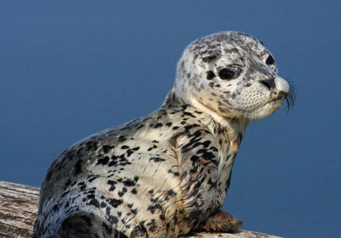 baby seal