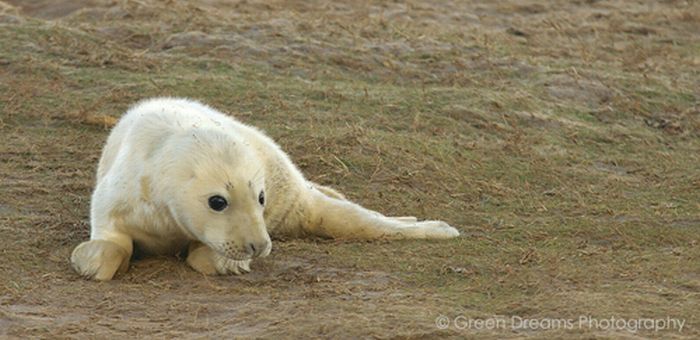 baby seal