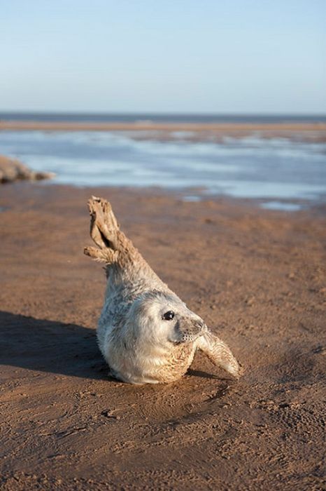 baby seal