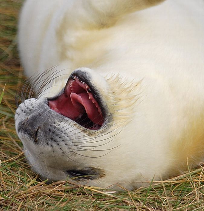 baby seal