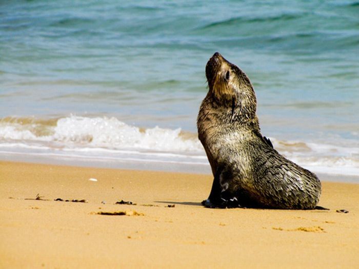 baby seal