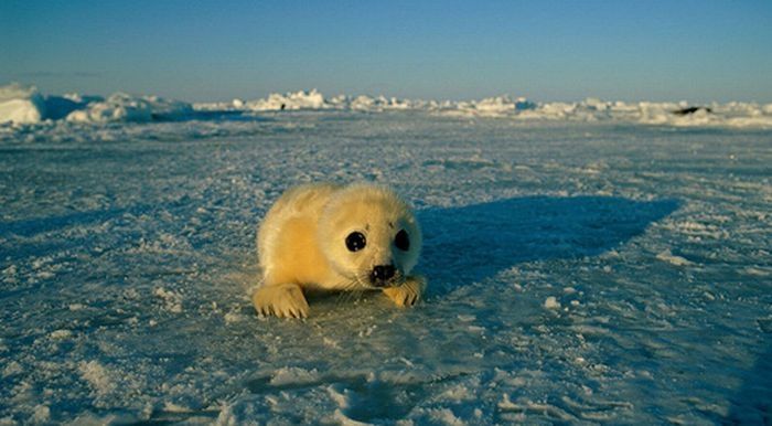 baby seal