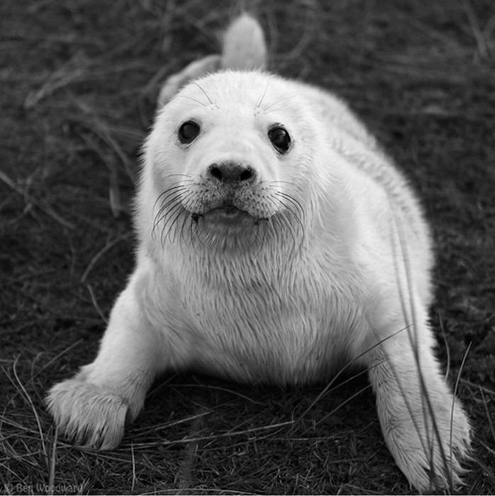 baby seal