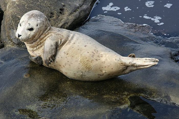 baby seal