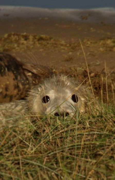 baby seal