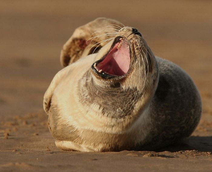 baby seal