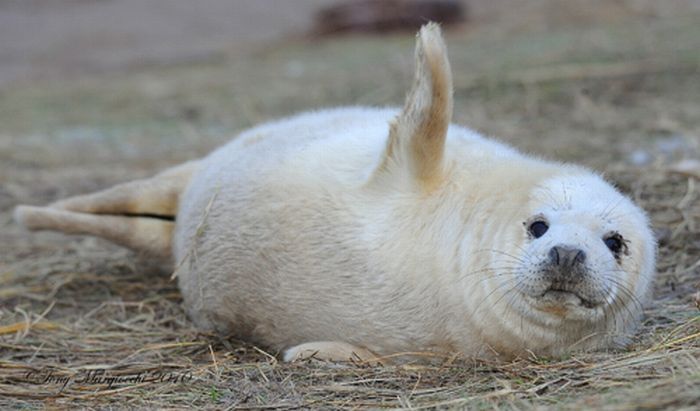 baby seal