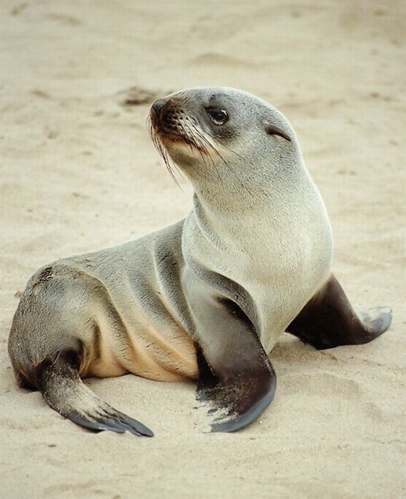 baby seal