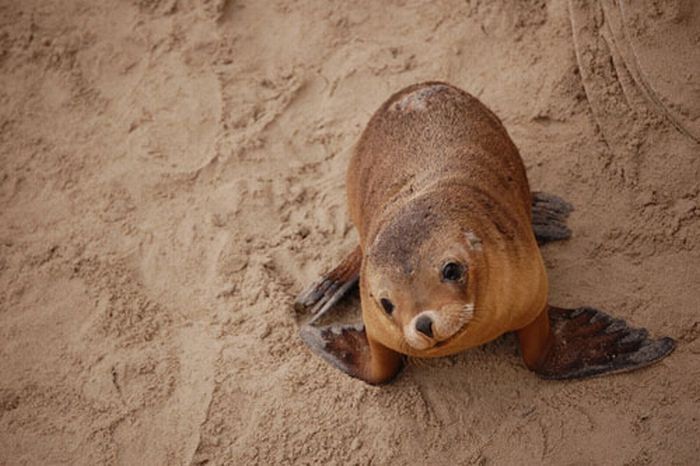 baby seal