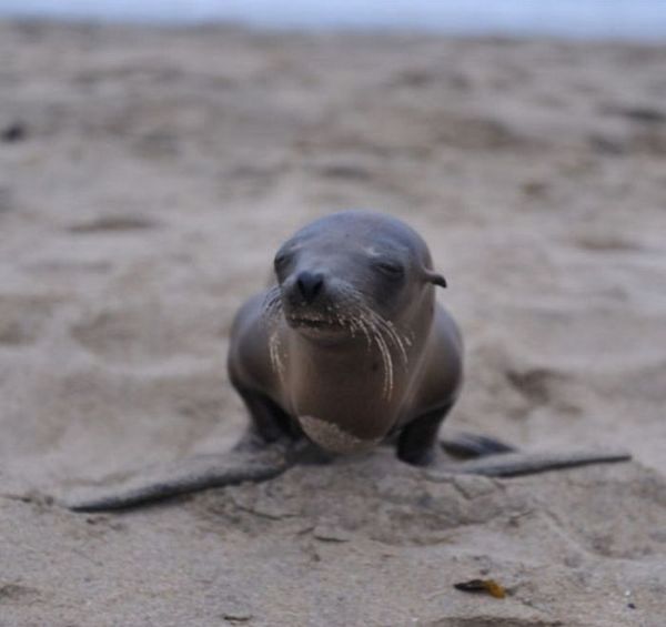 baby seal