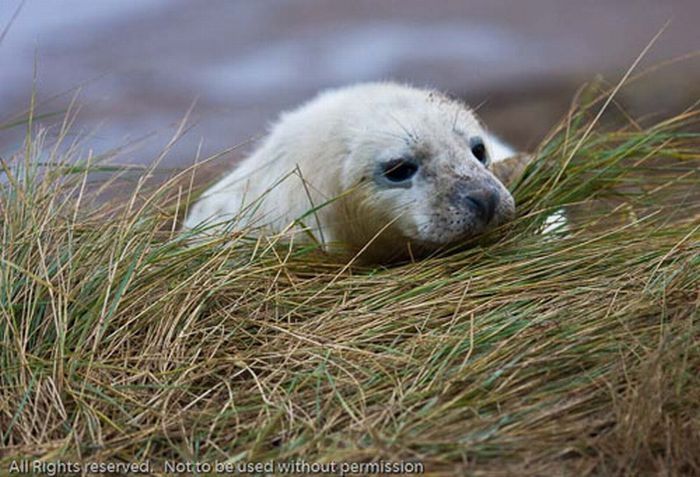 baby seal