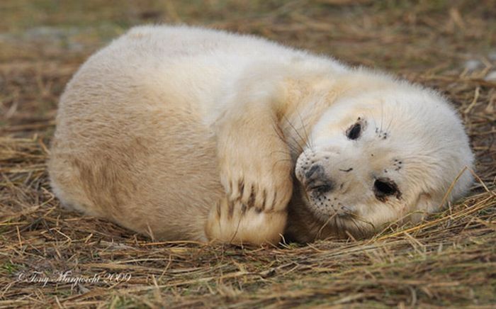 baby seal