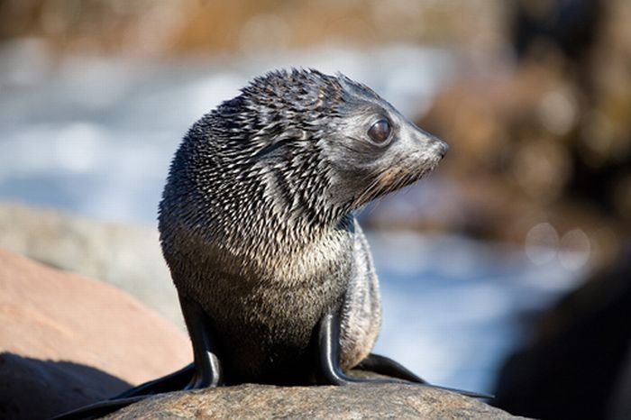 baby seal