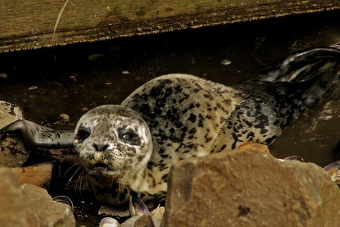 baby seal