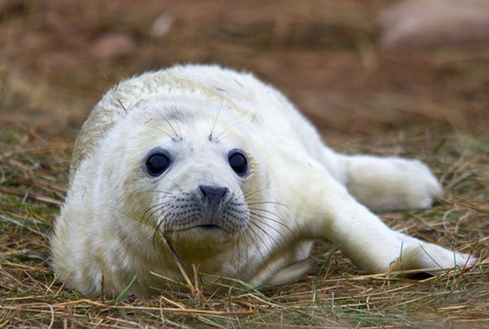 baby seal