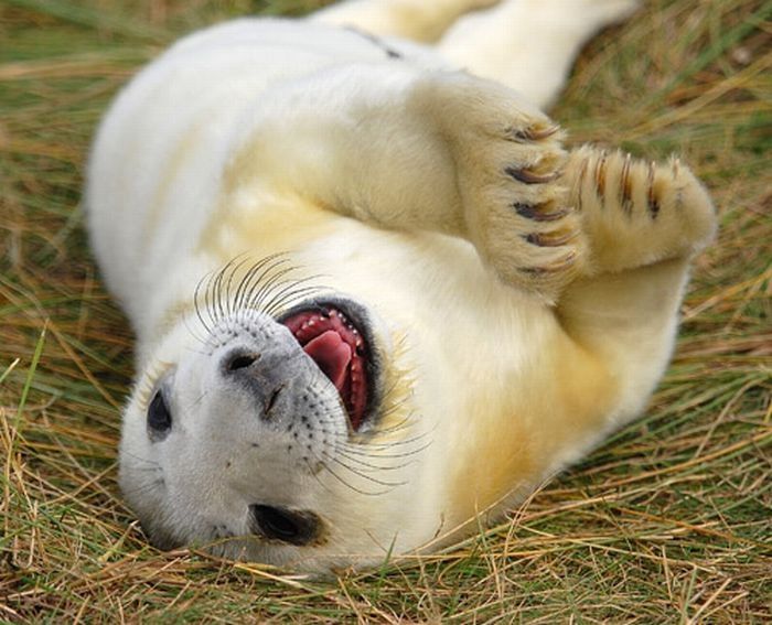 baby seal