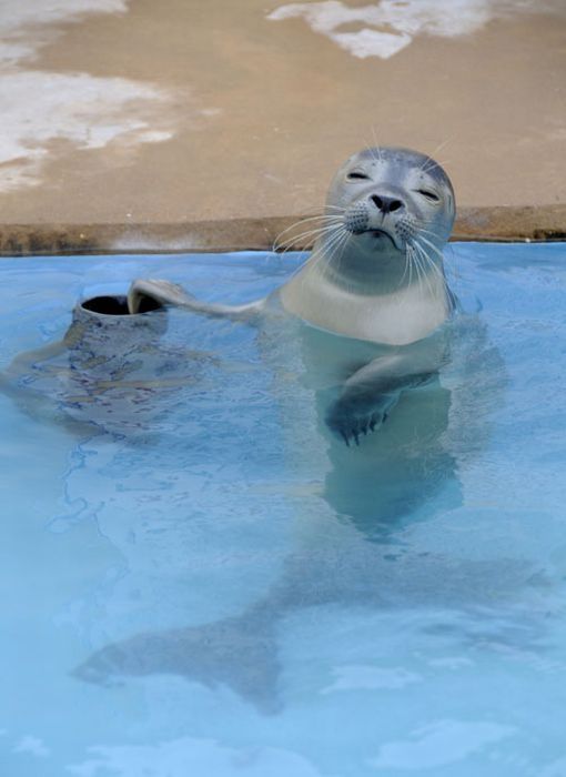 baby seal